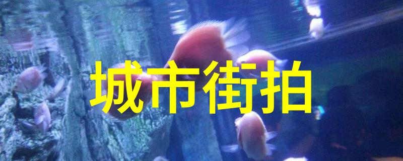 明星同款国潮品牌我也能穿出明星风揭秘那些让你看起来像偶像的国潮品牌